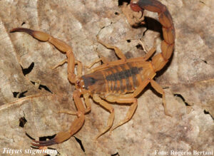 Escorpiao-Foto-Rogerio-Bertani-1-e1679150669187-300x219 Vai Vendo Brasil Portal de Notícias