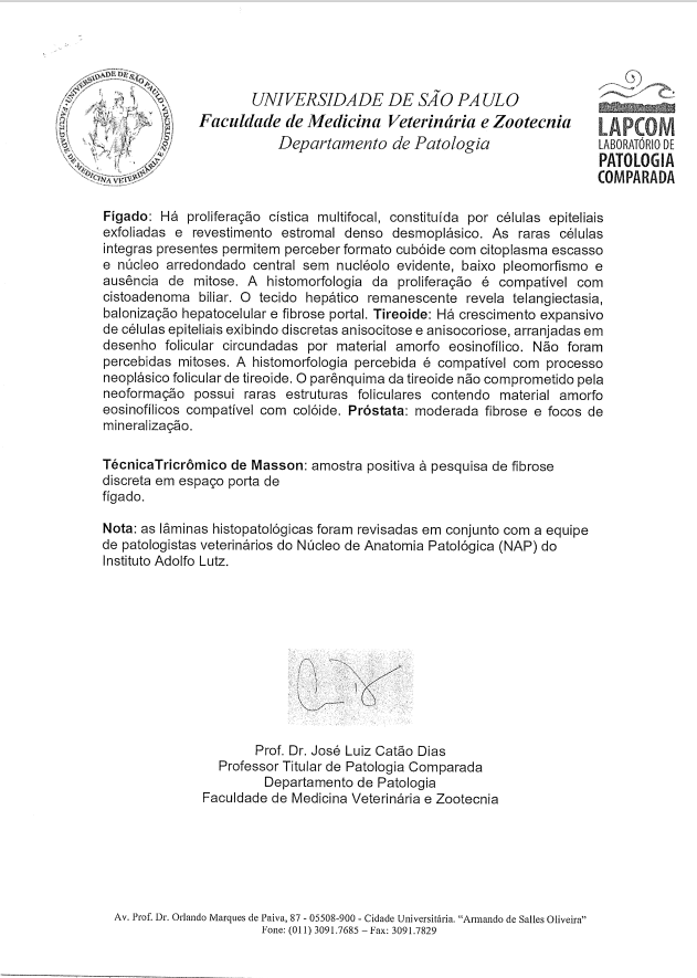 Laudo-2-Usp Laudo confirma que câncer foi a causa da morte do leão Nagan