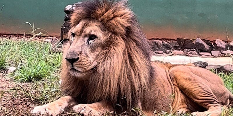 Nagan Laudo confirma que câncer foi a causa da morte do leão Nagan