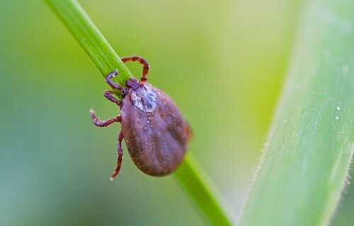 Foto-ministerio-d-Saude Alerta em São Paulo: Surto de febre maculosa preocupa autoridades de saúde