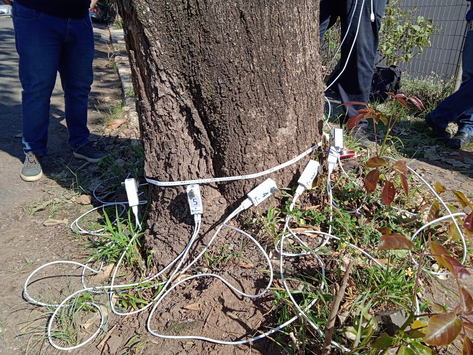 Secretaria de Meio Ambiente adquire aparelho de tomografia para prevenção de quedas de árvores em Americana