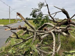 arvores-300x225 Vai Vendo Brasil Portal de Notícias