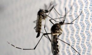 mosquitos_aedes_aegypti_dengue-300x179 Vai Vendo Brasil Portal de Notícias