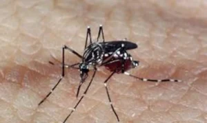 aedes_dengue_1-300x179 Vai Vendo Brasil Portal de Notícias