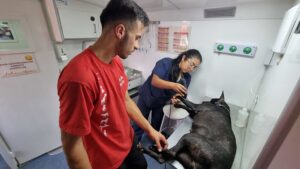 castracao-300x169 Vai Vendo Brasil Portal de Notícias