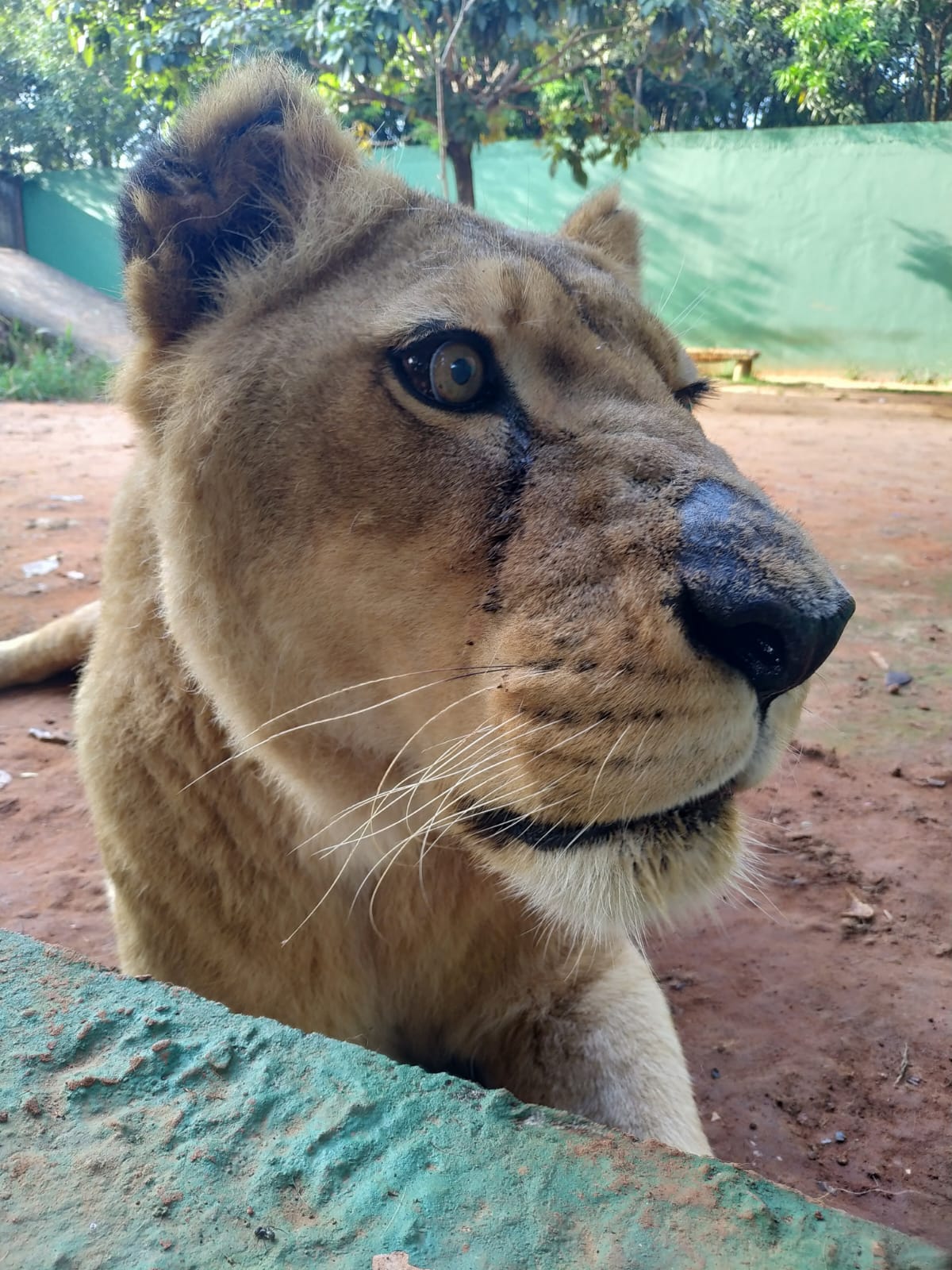 Sai laudo da necrópsia da Leoa “Menina” do Zoo de Americana