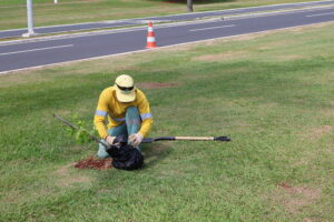 arvores-300x200 Vai Vendo Brasil Portal de Notícias