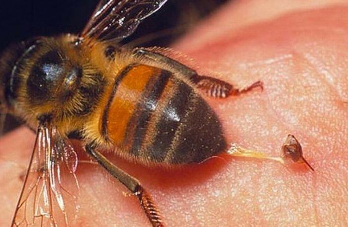 Idoso de 65 anos perde a vida ao ser atacado por enxame de abelhas na cidade de Engenheiro Coelho SP/