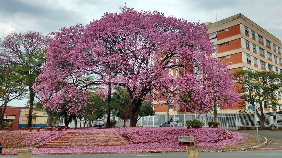 Ppe-de-amricana Hoje é o início da Primavera Encantada: O Despertar da Natureza, das Flores e da Alegria