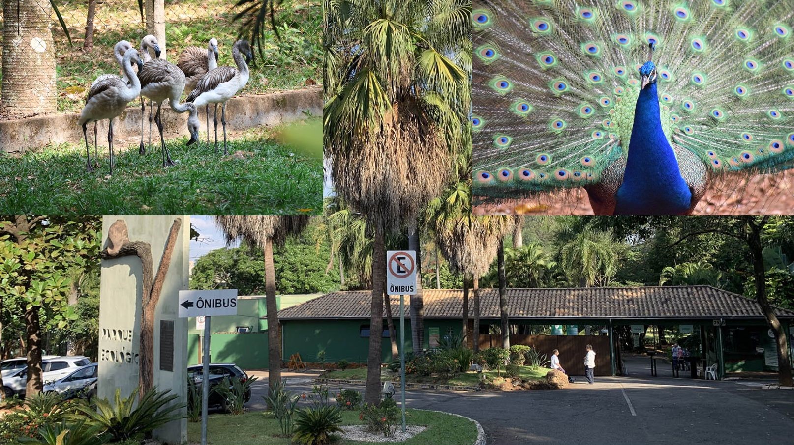 Parque Ecológico de Americana completa 40 anos neste sábado com programação especial