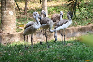 flamingo-300x200 Parque Ecológico de Americana completa 40 anos neste sábado com programação especial