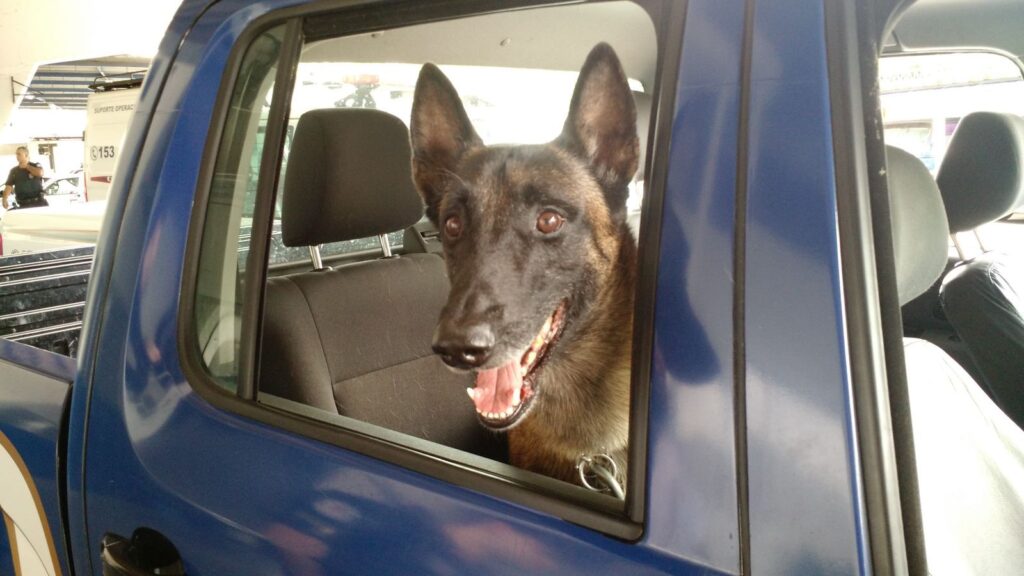 Cao-Batman-1024x576 Guarda Municipal de Americana se despede de seu companheiro "Batman" com homenagem postuma