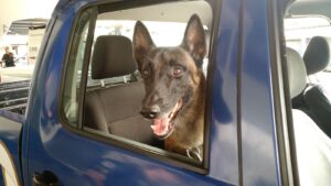 Cao-Batman-300x169 Vai Vendo Brasil Portal de Notícias