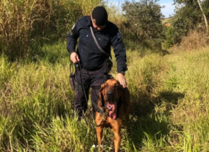 Cao-Duque-300x218 Vai Vendo Brasil Portal de Notícias