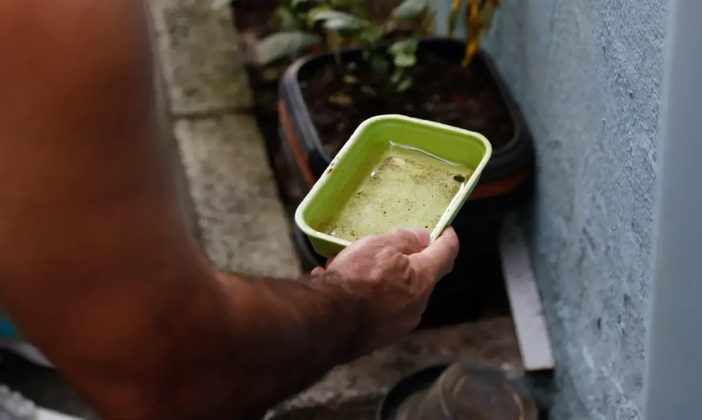 focodedengue-1024x613 Dengue: chegada do verão e chuvas intensas associadas aumentam proliferação do mosquito transmissor