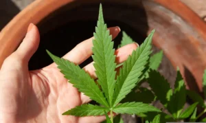 Cannabis-300x179 Vai Vendo Brasil Portal de Notícias