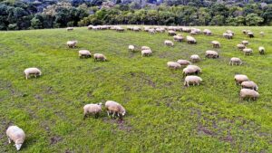 rebanho-300x169 Vai Vendo Brasil Portal de Notícias