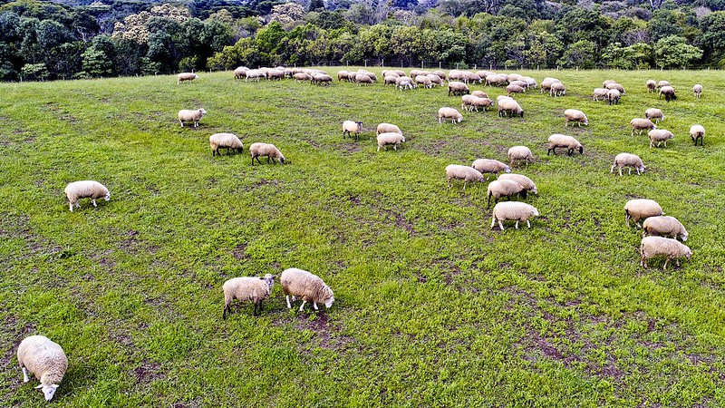 Santa Bárbara D’Oeste orienta produtores sobre Campanha de Atualização de Rebanhos