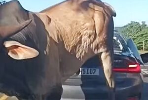 touro-enfurecido-300x204 Vai Vendo Brasil Portal de Notícias