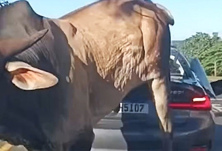 Touro Enfurecido Destrói BMW em Ribeirão Preto SP