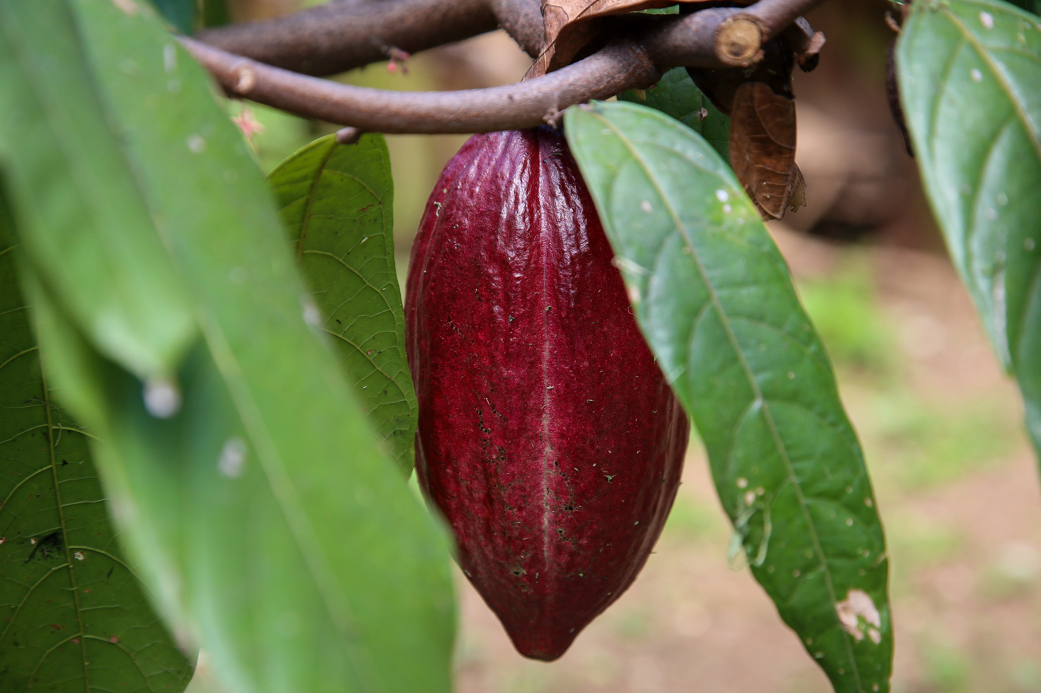 Pesquisadores desenvolvem formulação em pó para substituir o uso do cacau na produção de chocolate