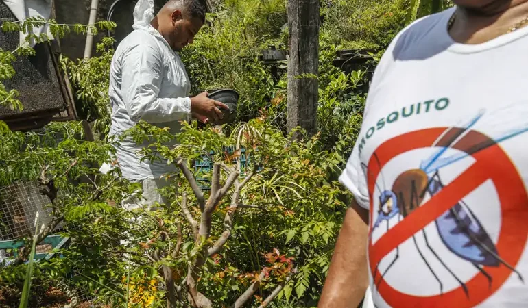 SÃO PAULO: estado registra 721 mil casos e mais de 600 óbitos por dengue em 2025