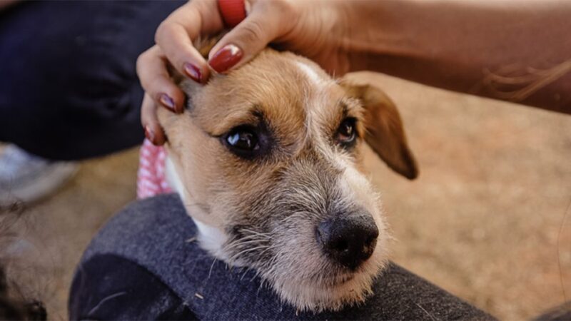 Anti-inflamatório produzido pela USP alivia dores em cães com artrose