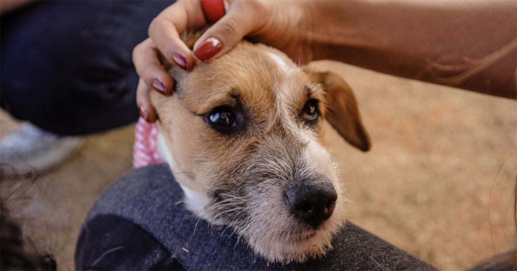 Cachorro-Usp Anti-inflamatório produzido pela USP alivia dores em cães com artrose