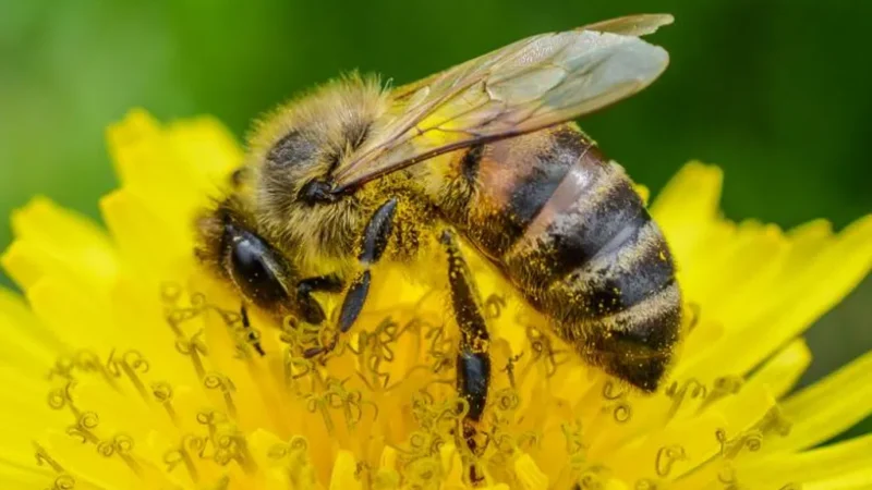 Cientistas desenvolvem tecnologia que revela potente atividade antiviral do própolis