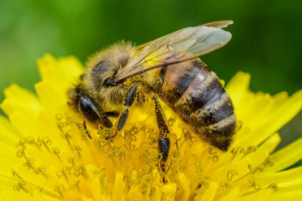 Abelha-Comunicacao-Butantan Cientistas desenvolvem tecnologia que revela potente atividade antiviral do própolis