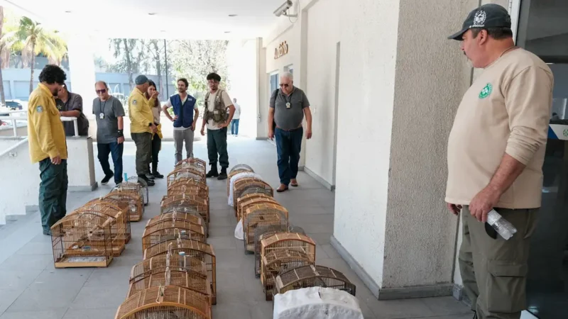 Operação no RJ resgata 700 animais silvestres e prende 45 pessoas