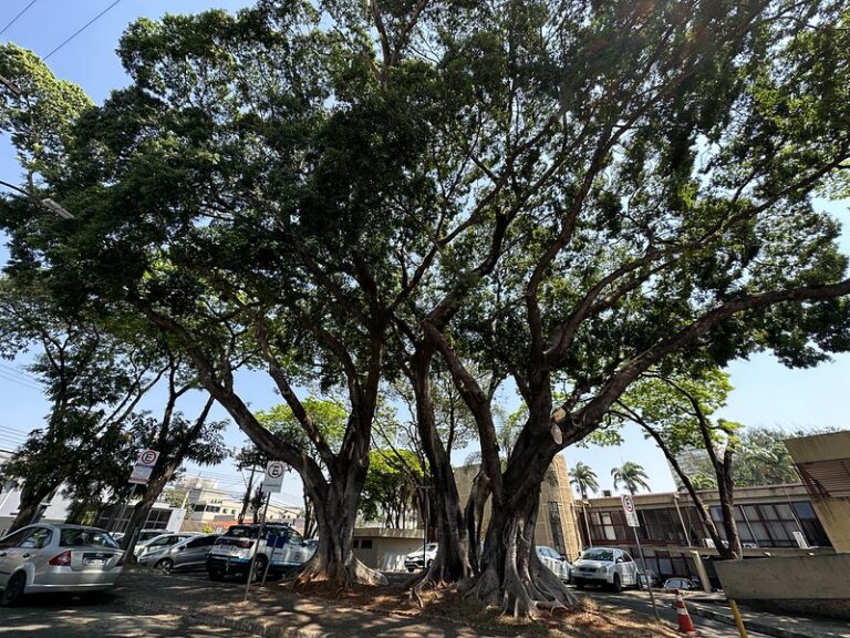 Arvore-PMA-768x576 Vai Vendo Brasil Portal de Notícias