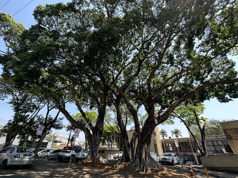 Arvore-PMA Campanha “Apaixonados por Árvores” movimenta Avenida Paschoal Ardito neste sábado