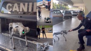 Caao-Robo-GAMA-300x169 Vai Vendo Brasil Portal de Notícias