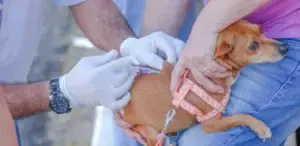 Anti-rapica-300x146 Vai Vendo Brasil Portal de Notícias