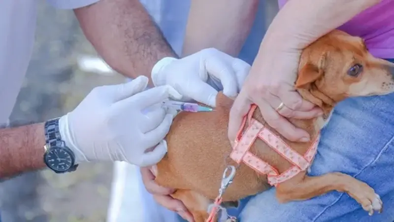 CCZ de Americana oferece vacina gratuita contra a raiva durante todo o ano