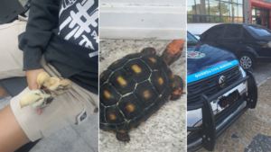 Foto-Divulgacao-GAMA-Artigo-Exageros-300x169 Vai Vendo Brasil Portal de Notícias