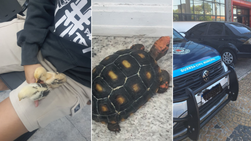 Artigo: O Exagero do Ativismo e o Uso Indevido da Estrutura Pública