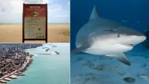 Tubarao-Pernambuco-300x169 Vai Vendo Brasil Portal de Notícias