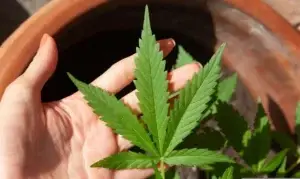 cannabis-5003423-1-300x179 Vai Vendo Brasil Portal de Notícias