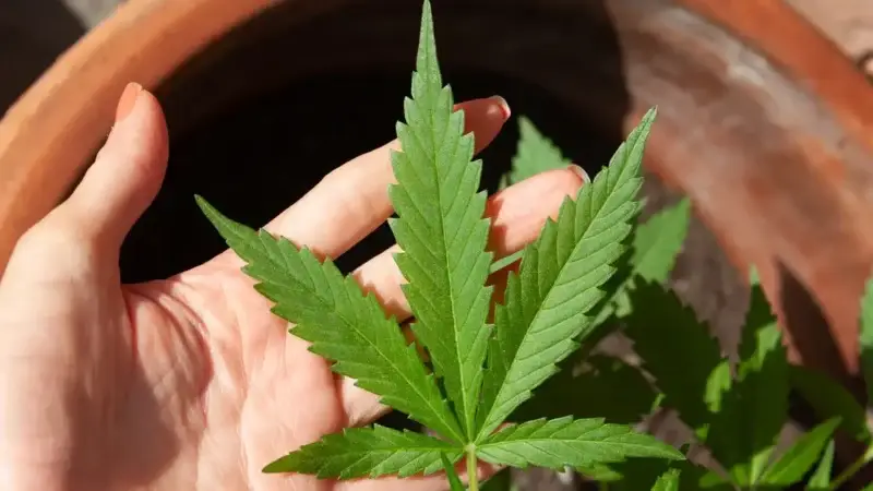 Anvisa discute nesta quarta regras para a produção de cannabis no país