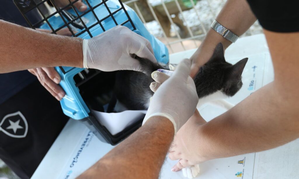trbr1932_0-1024x613 Conselho de Veterinária alerta para doença que afeta gatos