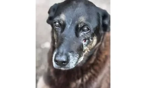 cao-orelha-de-praia-brava-300x179 Vai Vendo Brasil Portal de Notícias