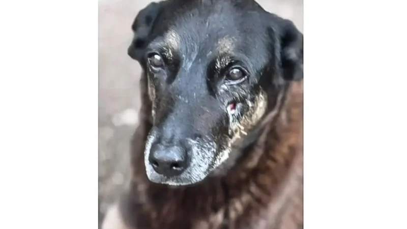 Polícia quer apreender passaporte de envolvido na morte do cão Orelha