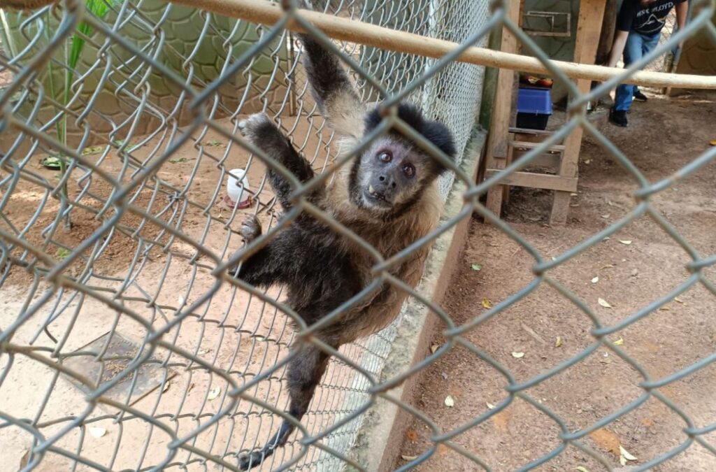 Macao-Prego-GAMA-1024x675 Guarda Municipal resgata macaco-prego ferido no Jardim da Mata