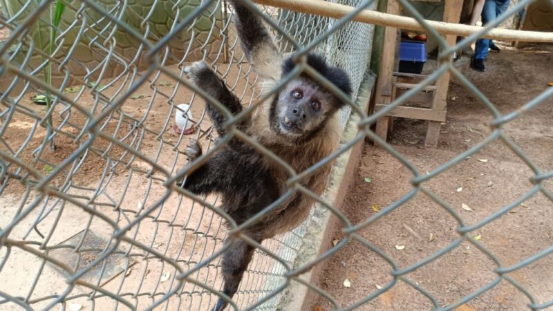 Guarda Municipal resgata macaco-prego ferido no Jardim da Mata