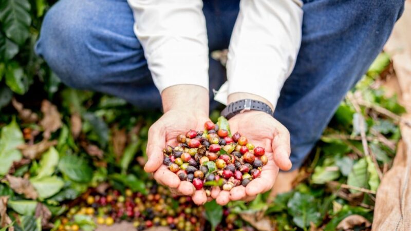 Onde o grão vira história: a força da Rota do Café Paulista