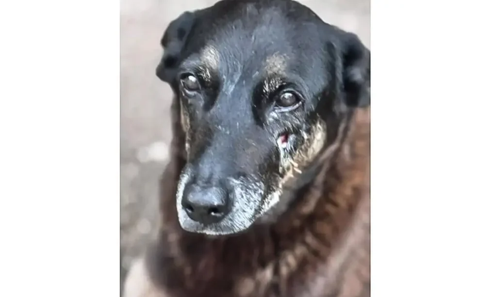 Cao-Orelha-da-praia-Brava-1024x613 MP de Santa Catarina diz que cão Orelha não foi morto por adolescentes