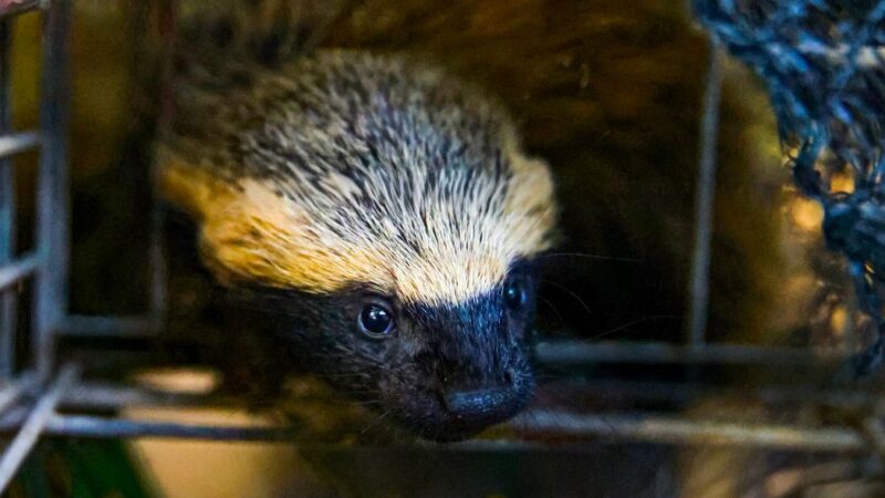 Cetras de Santa Bárbara acolhe filhotes de furão-pequeno e prepara retorno à natureza