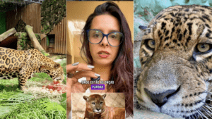 Oncas-e-Prof-Juliana-300x169 Vai Vendo Brasil Portal de Notícias